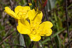 Narrowleaf evening-primrose